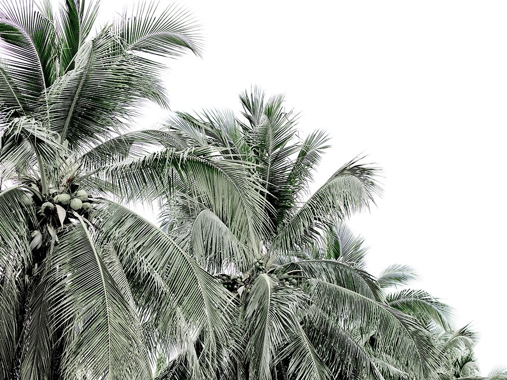 Thats Coconuts Canvas Art Print art print by Urban Road for $57.95 CAD