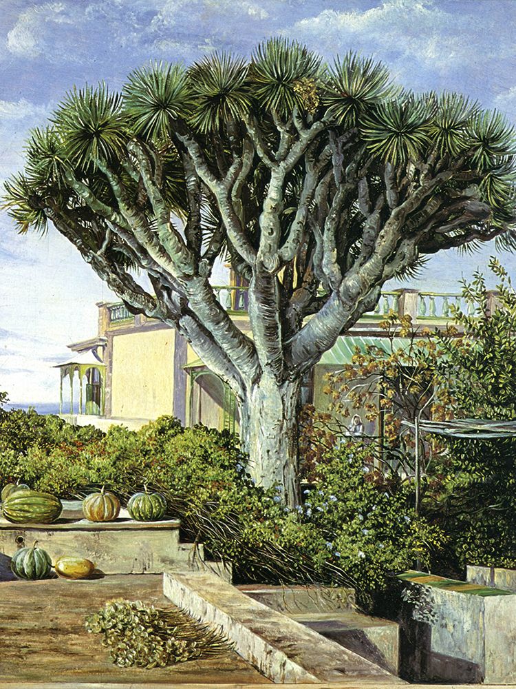 A Dragon Tree, Tenerife art print by Marianne North for $57.95 CAD