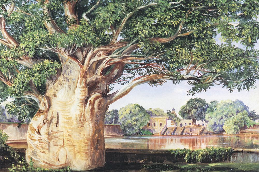 African Baobob at Thanjavur, South India art print by Marianne North for $57.95 CAD