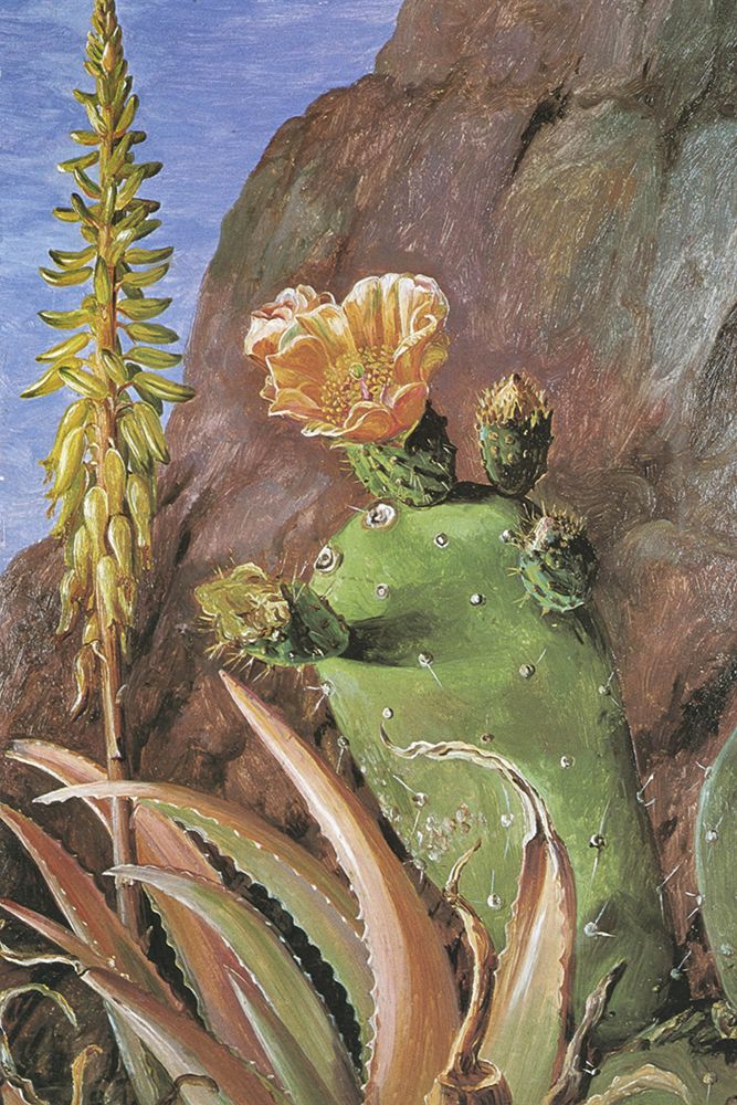 Aloes and Cochineal Cactus, Tenerife art print by Marianne North for $57.95 CAD