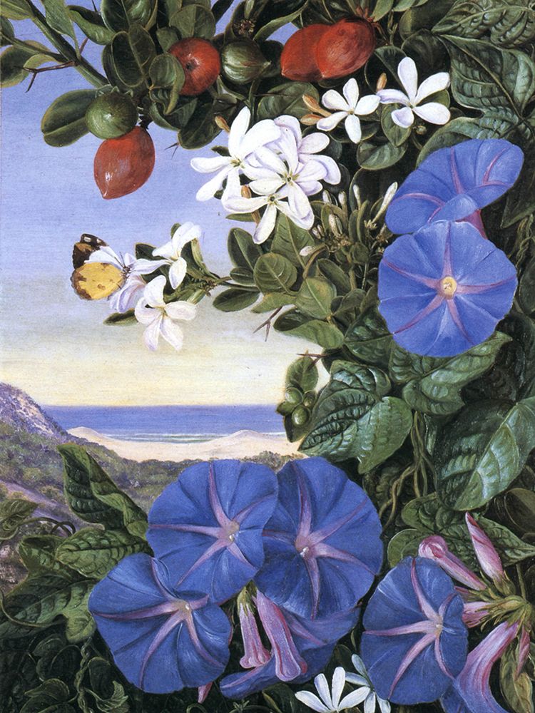 Amatungula in South Africa art print by Marianne North for $57.95 CAD