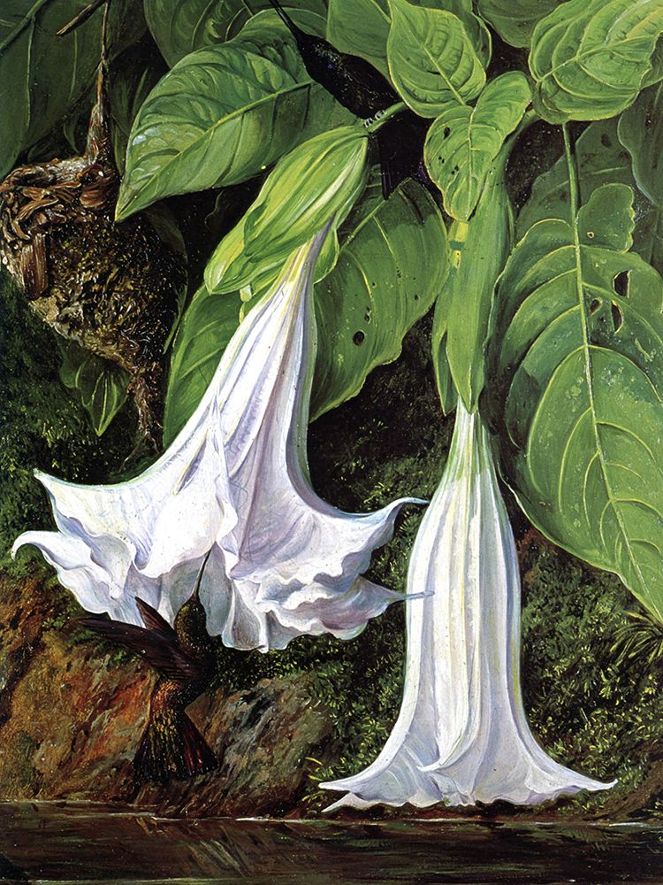 Angels Trumpets and Humming Birds, Brazil art print by Marianne North for $57.95 CAD