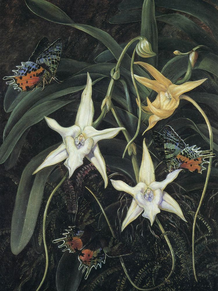 Angraecum Sesquipedale, South Africa art print by Marianne North for $57.95 CAD
