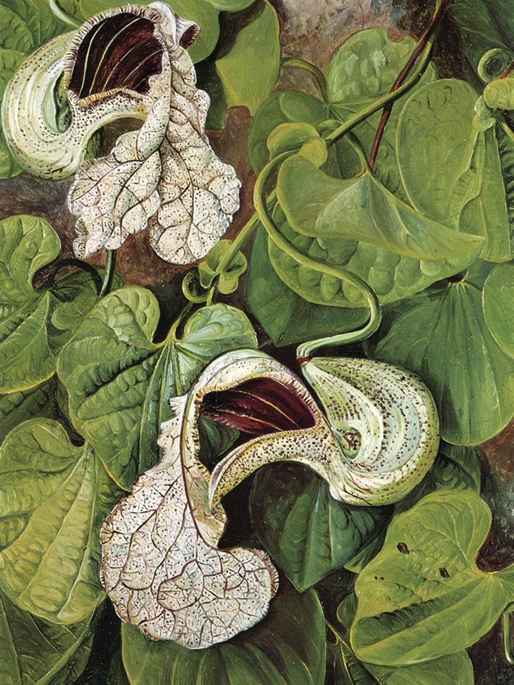 Aristolochia Brasiliensis, a Climber art print by Marianne North for $57.95 CAD