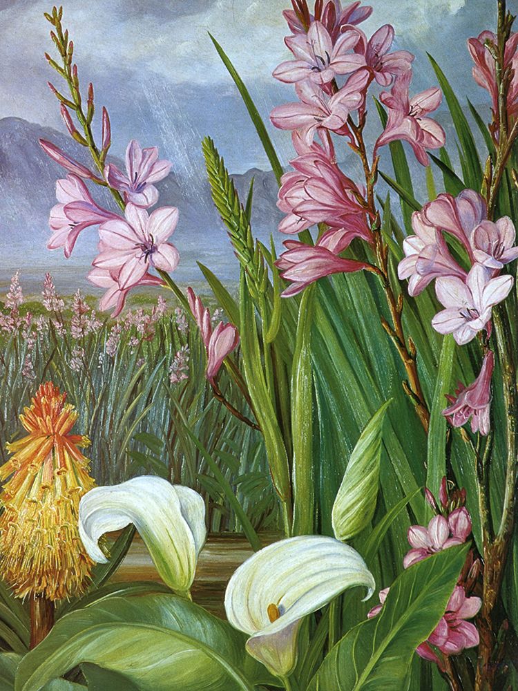 Beauties of the Swamps at Tulbagh, South Africa art print by Marianne North for $57.95 CAD