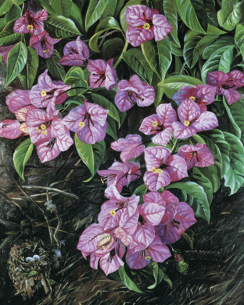 Bougainvillea, Brazil art print by Marianne North for $57.95 CAD