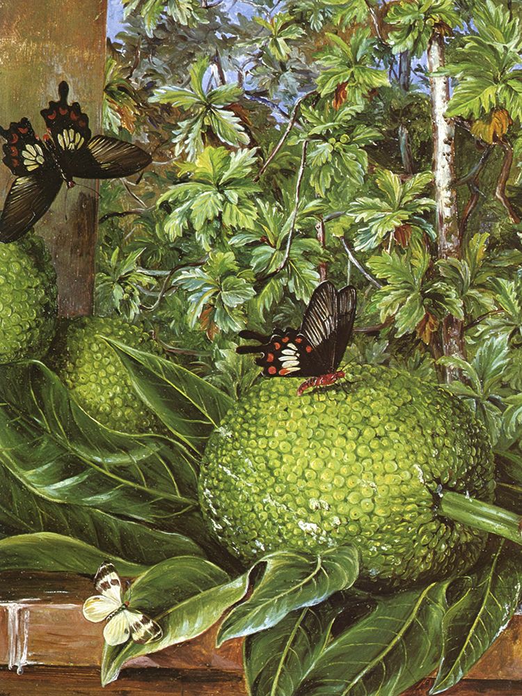 Bread-fruit, Singapore art print by Marianne North for $57.95 CAD