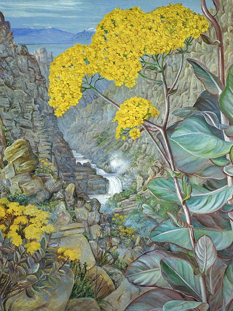 Cabbage Plant at Valley of Ceres art print by Marianne North for $57.95 CAD