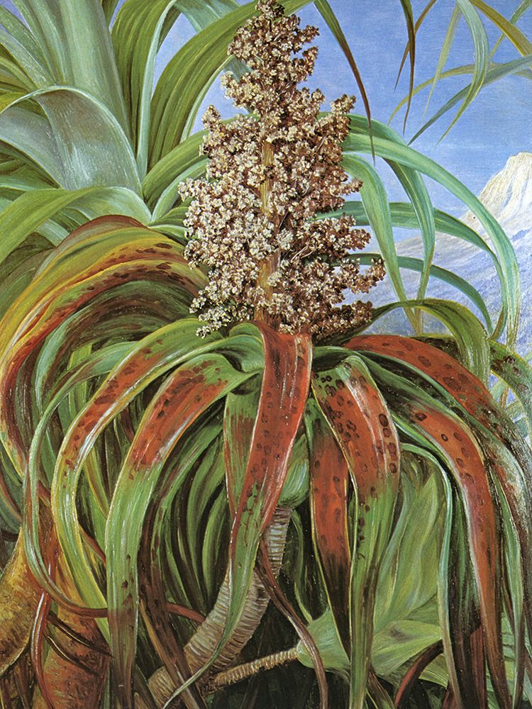 Dracophyllum Traversii from New Zealand art print by Marianne North for $57.95 CAD