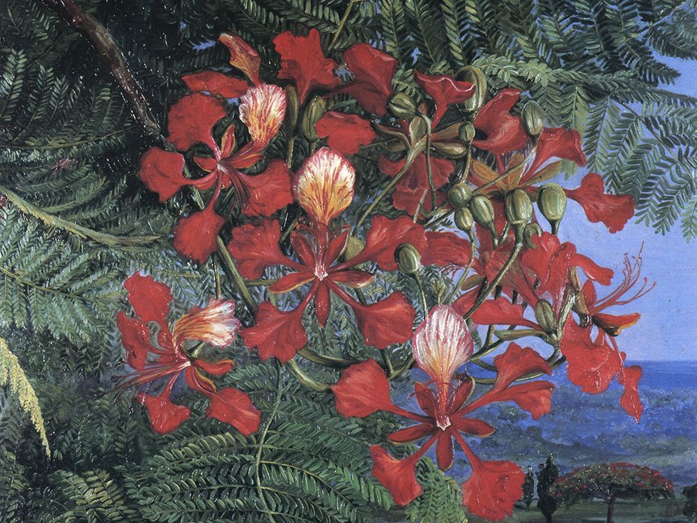 Flamboyant Tree, Singapore art print by Marianne North for $57.95 CAD
