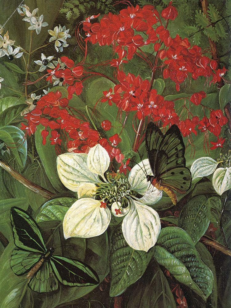 Flowers and Butterflies of Sarawak art print by Marianne North for $57.95 CAD