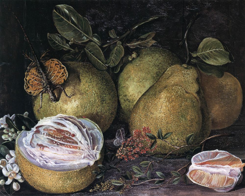 Flowers and Fruit of Pomelo art print by Marianne North for $57.95 CAD