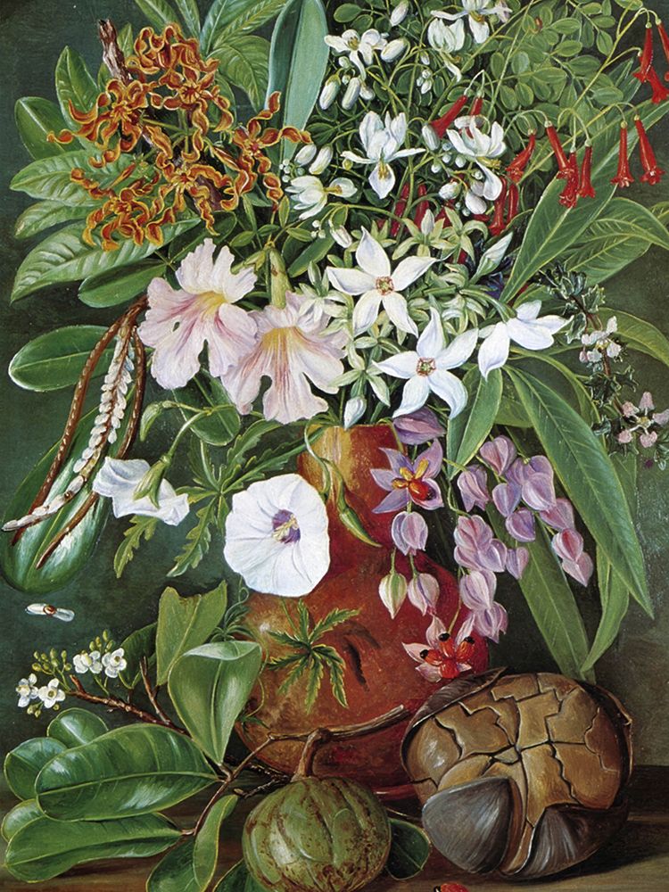 Flowers from the Seychelles art print by Marianne North for $57.95 CAD