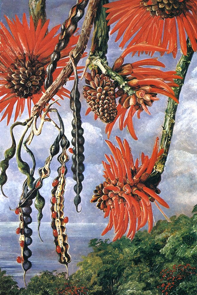 Flowers of a Coral Tree, Brazil art print by Marianne North for $57.95 CAD