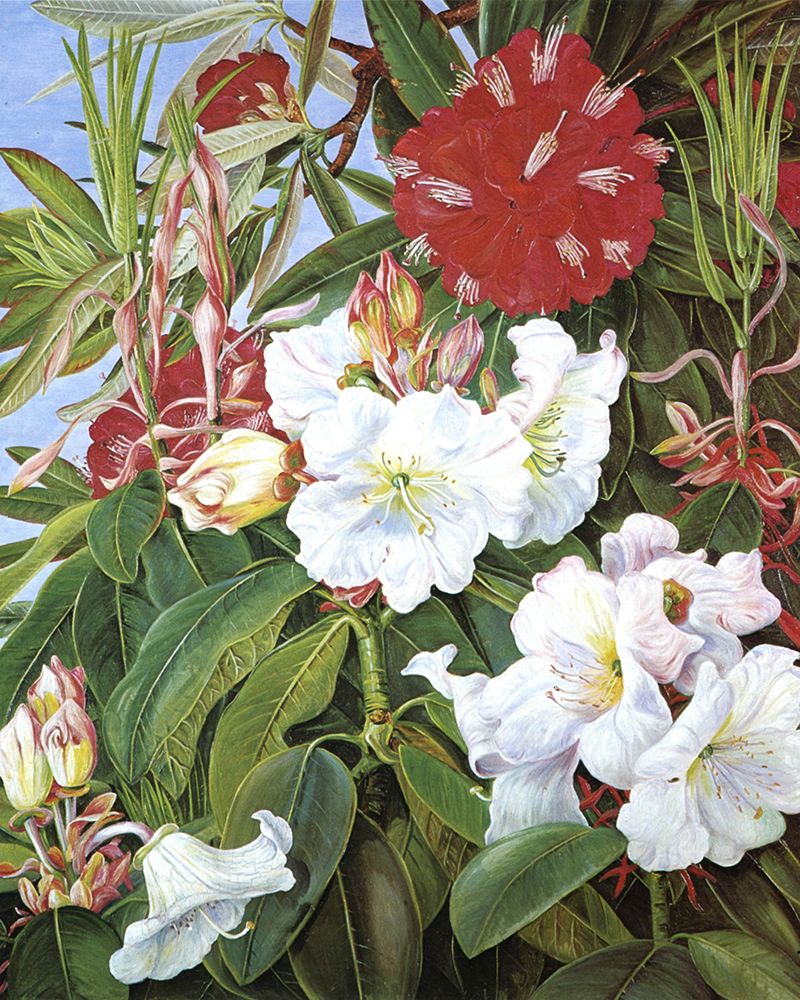 Flowers of two Indian Rhododendrons art print by Marianne North for $57.95 CAD