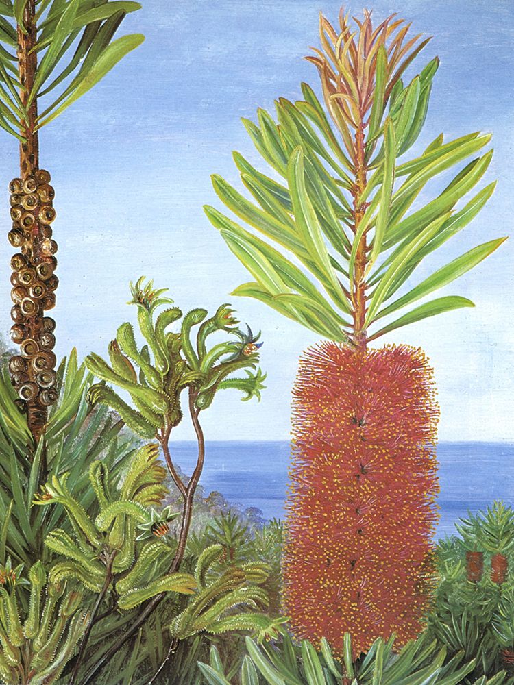 Flowers of Western Australia, Shrub Kangareoo-paw art print by Marianne North for $57.95 CAD