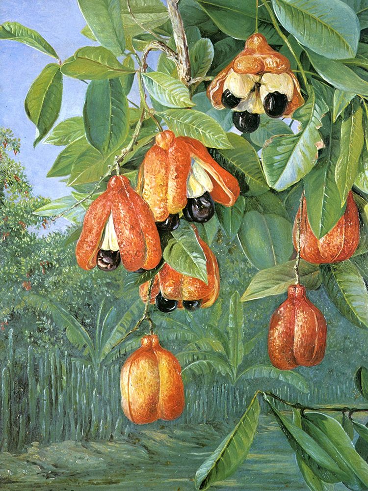 Foliage and Fruit of the Akee, Jamaica art print by Marianne North for $57.95 CAD