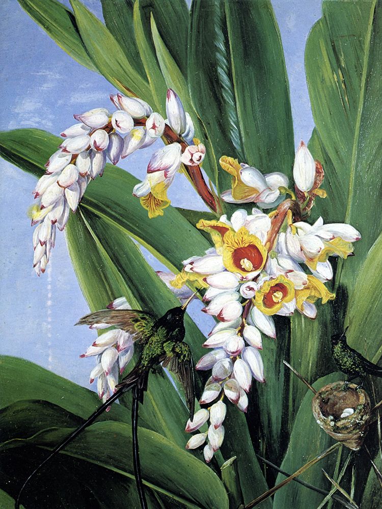 Foliage and Flowers of Alpinia Zerumbet from Asia art print by Marianne North for $57.95 CAD