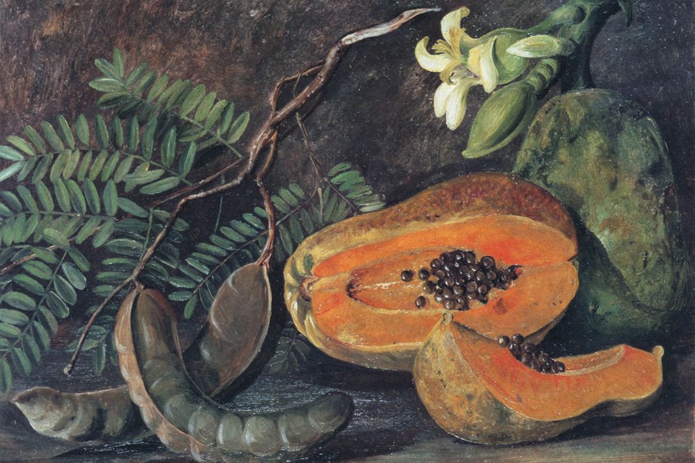 Foliage and Fruit of the Tamarind art print by Marianne North for $57.95 CAD