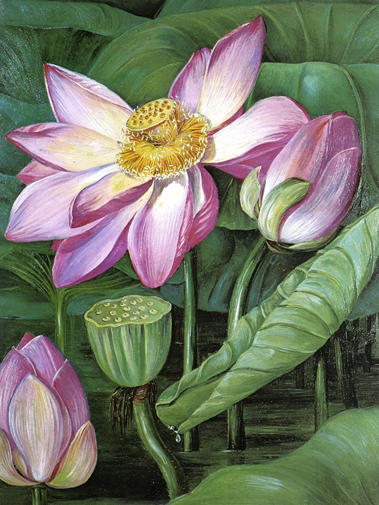 Foliage, Flowers and Fruit of Sacred Lotus, Java art print by Marianne North for $57.95 CAD
