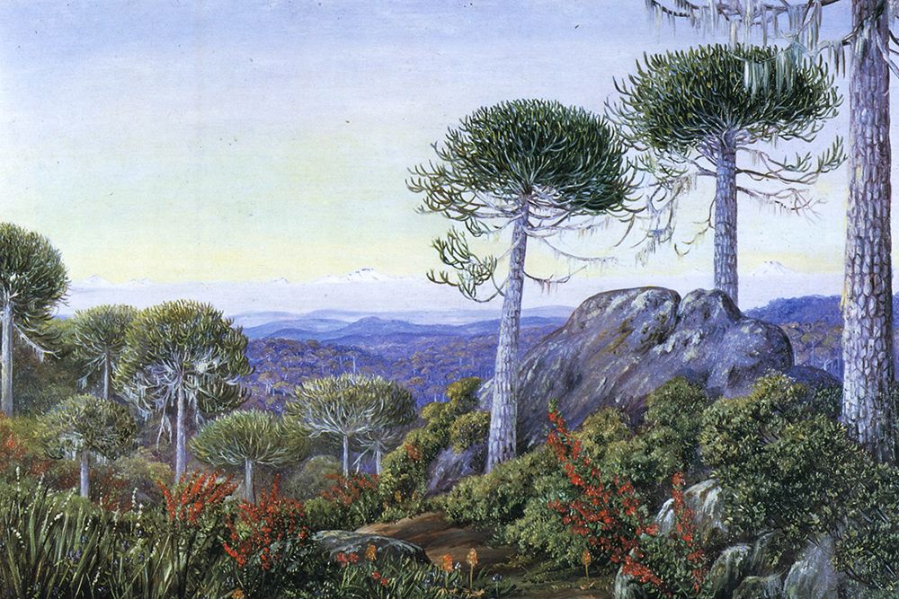 Forest of Monkey Puzzle Trees, in Chile art print by Marianne North for $57.95 CAD