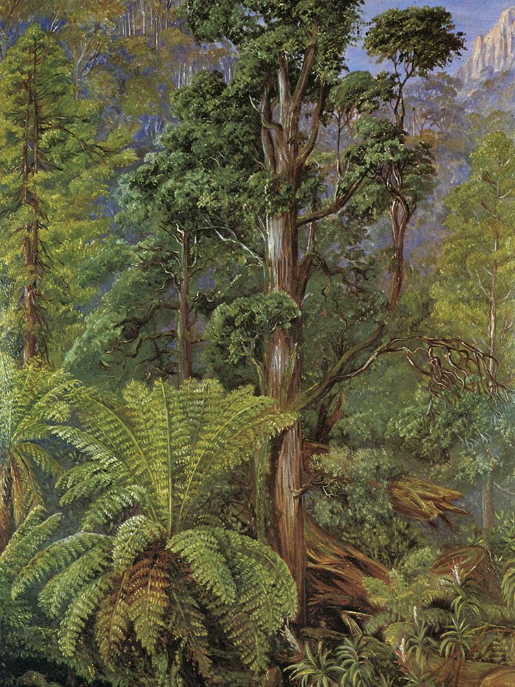 Forest on Mount Wellington, Tasmania art print by Marianne North for $57.95 CAD