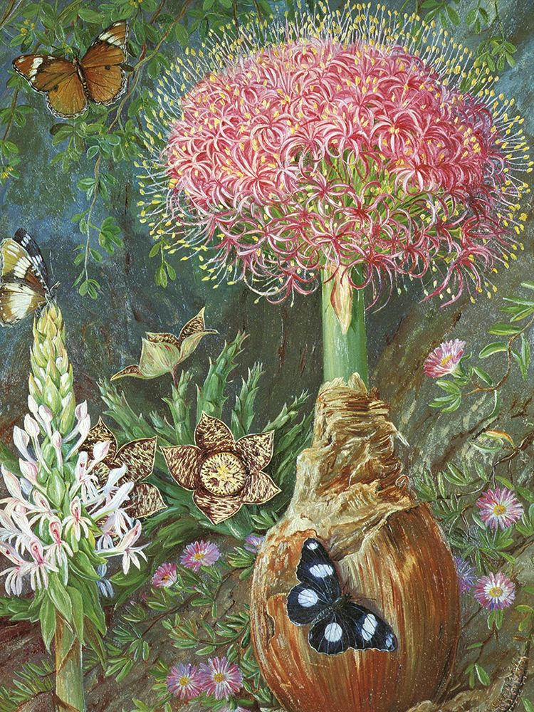 Gifbol at Grahamstown, South Africa art print by Marianne North for $57.95 CAD