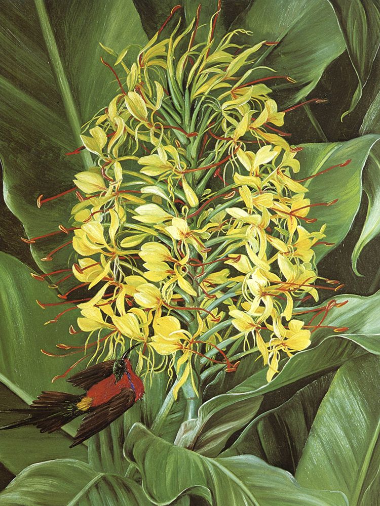 Ginger Lily and Firetailed Sunbird art print by Marianne North for $57.95 CAD