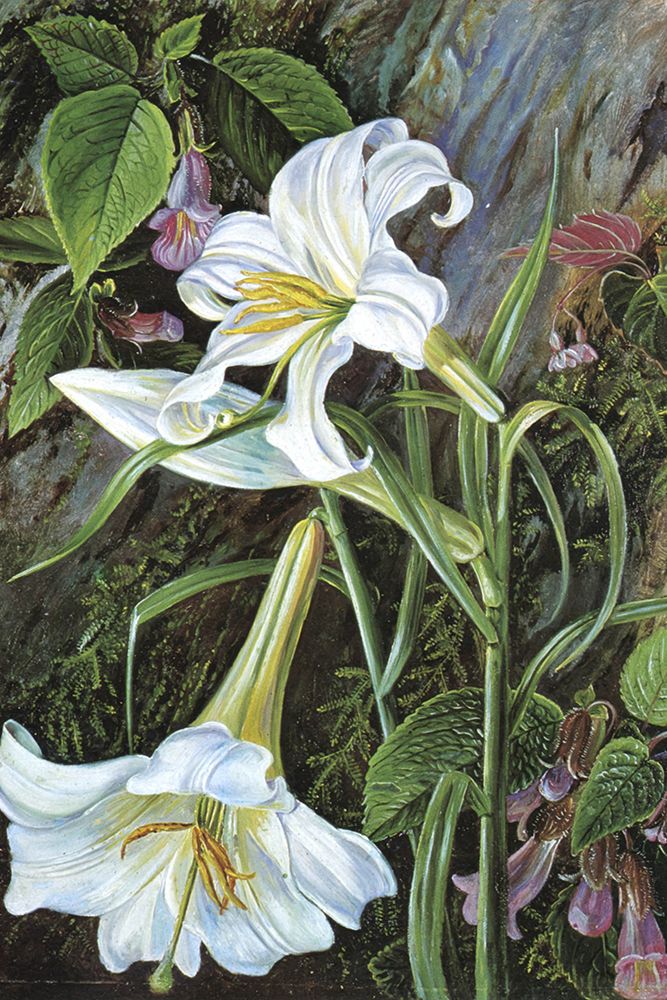 Great Lily of Naini Tal, India art print by Marianne North for $57.95 CAD