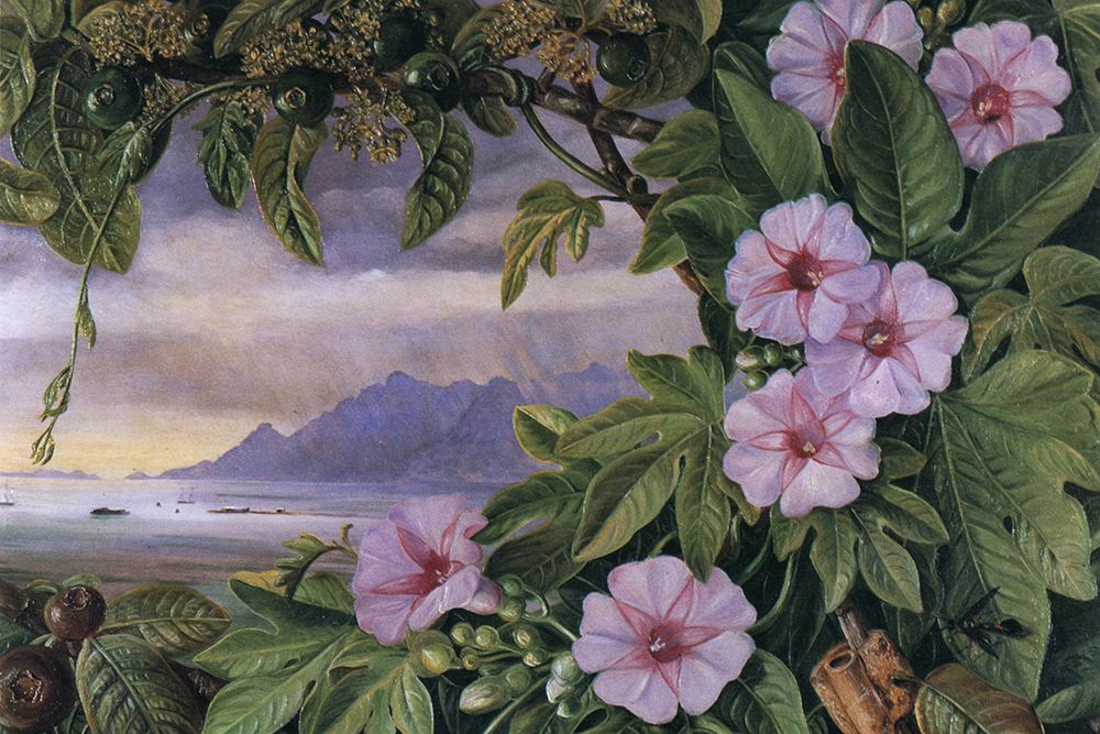 Ipomoea Palmata in the Seychelles art print by Marianne North for $57.95 CAD