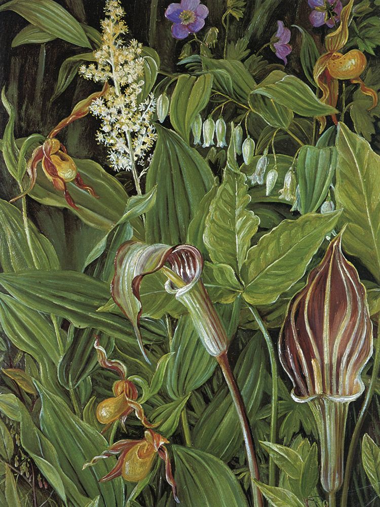 Jack-in-the-Pulpit and Ladys Slipper Orchid, New York art print by Marianne North for $57.95 CAD