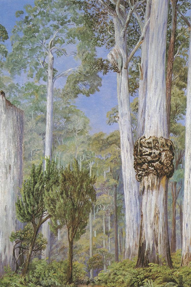 Karri Gums, West Australia art print by Marianne North for $57.95 CAD