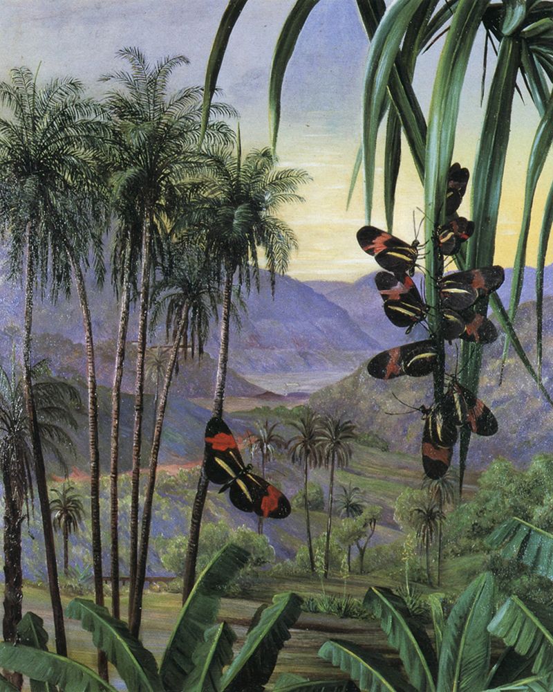 Landscape at Morro Velho, Brazil art print by Marianne North for $57.95 CAD