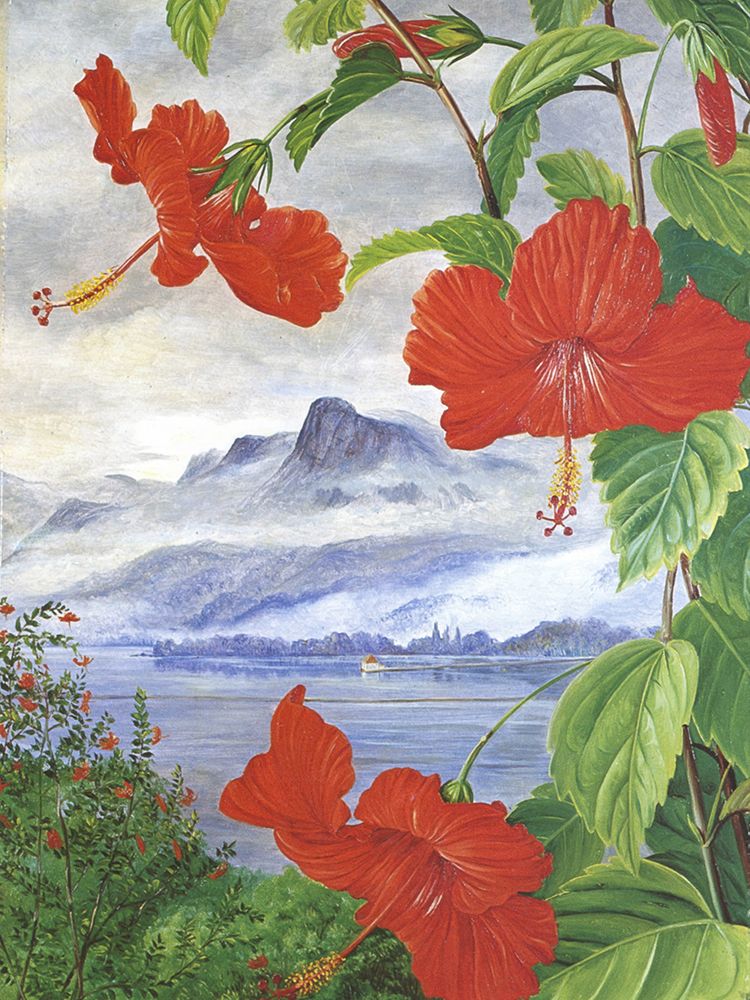 Mahe, Seychelles with Hibiscus art print by Marianne North for $57.95 CAD