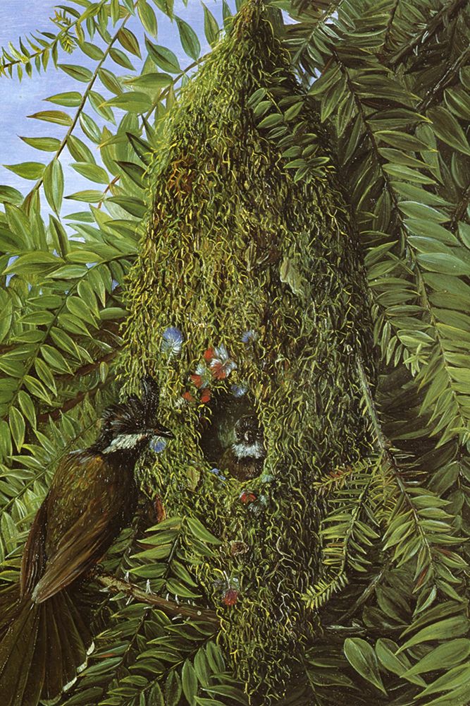 Nest of the Coachmans Whip Bird art print by Marianne North for $57.95 CAD