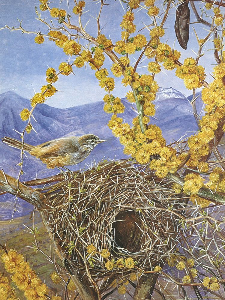 Nest of the Trabajor Lesser Canestero, Chili art print by Marianne North for $57.95 CAD