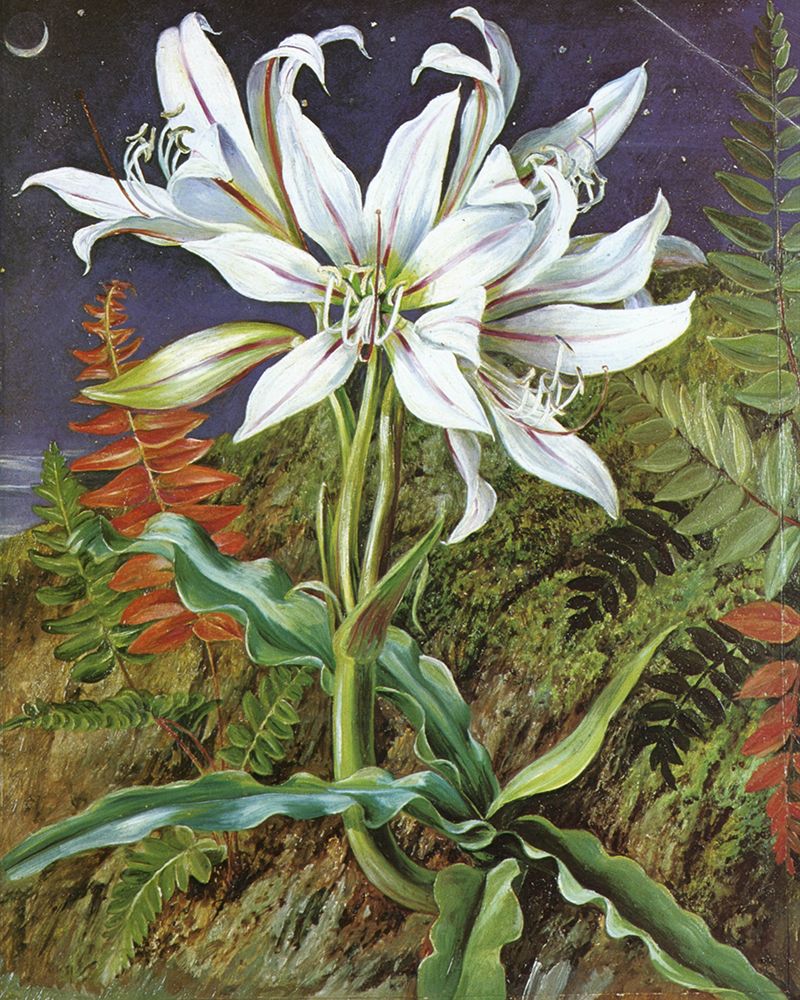 Night-flowering Crinum Lily art print by Marianne North for $57.95 CAD