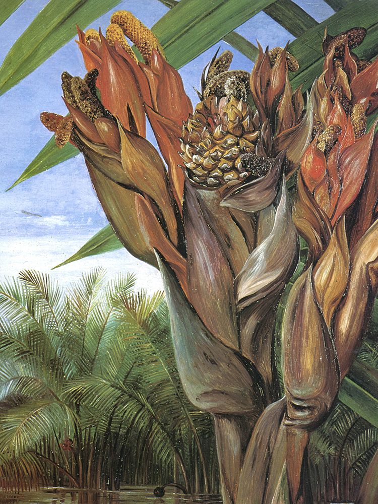Nipa or Nypa Palm in Sarawak art print by Marianne North for $57.95 CAD