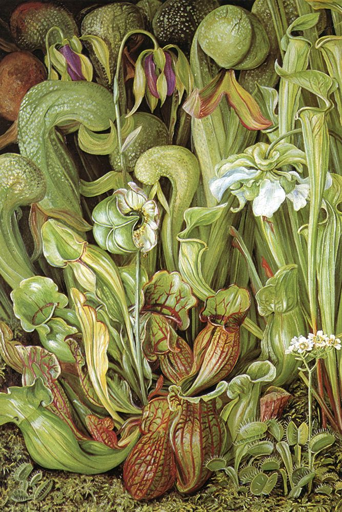 North American Carnivorous Plants art print by Marianne North for $57.95 CAD