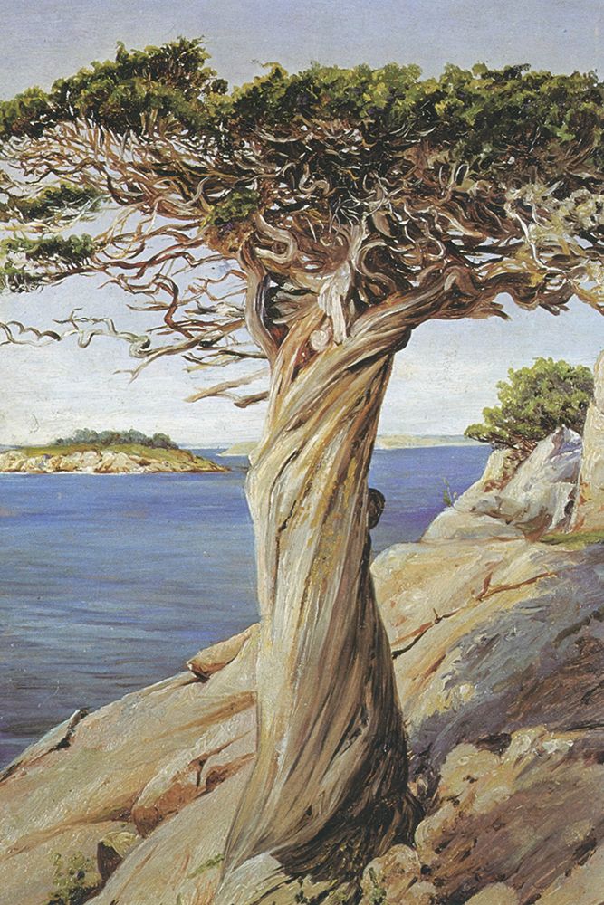 Old Red Cedar, West Manchester, Massachusetts art print by Marianne North for $57.95 CAD