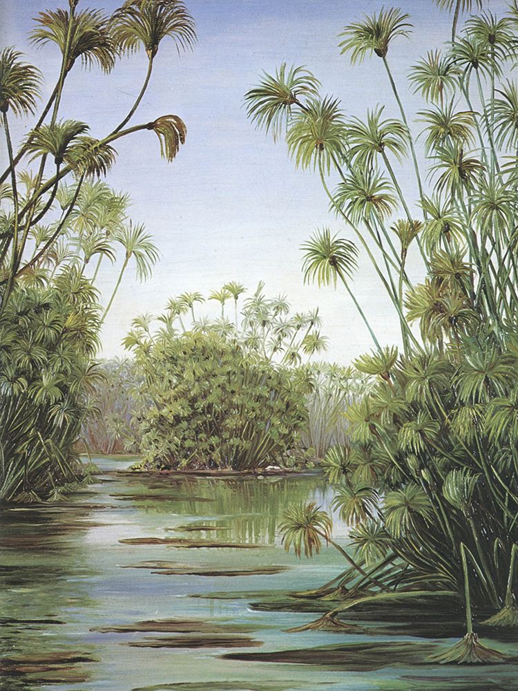 Papyrus growing in the Cyane, Syracuse, Sicily art print by Marianne North for $57.95 CAD
