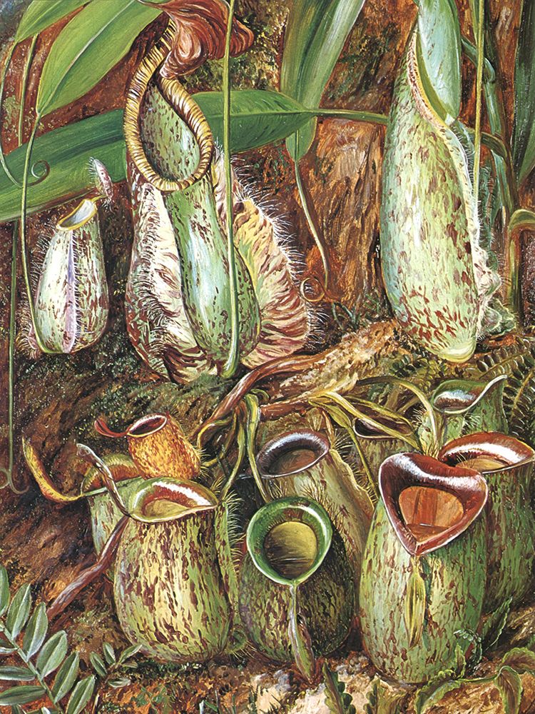 Pitcher Plants, Sarawak art print by Marianne North for $57.95 CAD