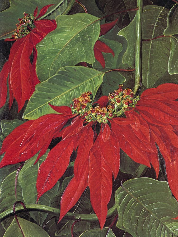 Poinsettia at Morro Velho, Brazil art print by Marianne North for $57.95 CAD
