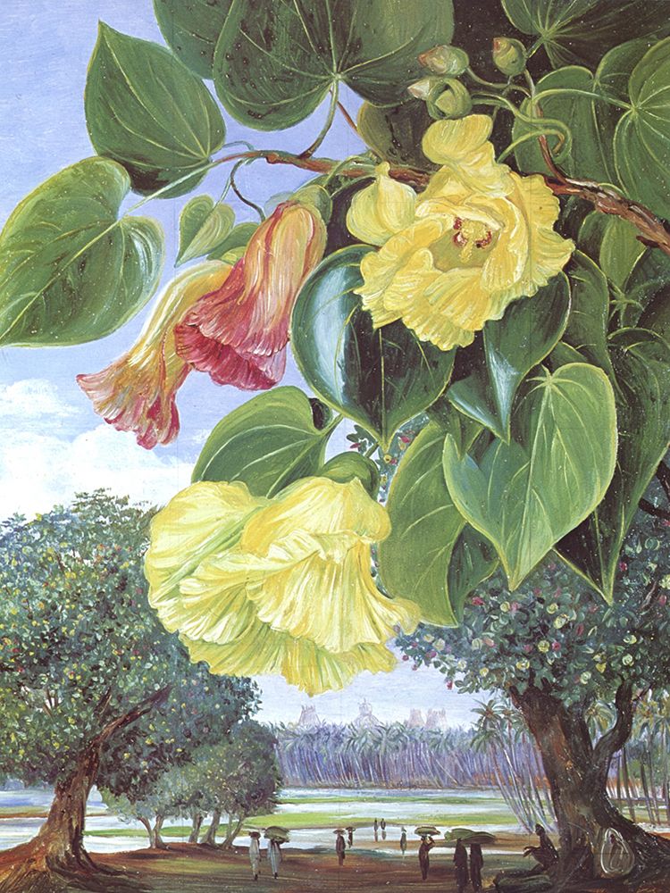 Portia Tree, Mandura, India art print by Marianne North for $57.95 CAD