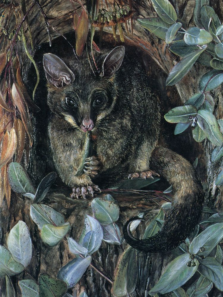 Possum up a Gum Tree, Australia art print by Marianne North for $57.95 CAD