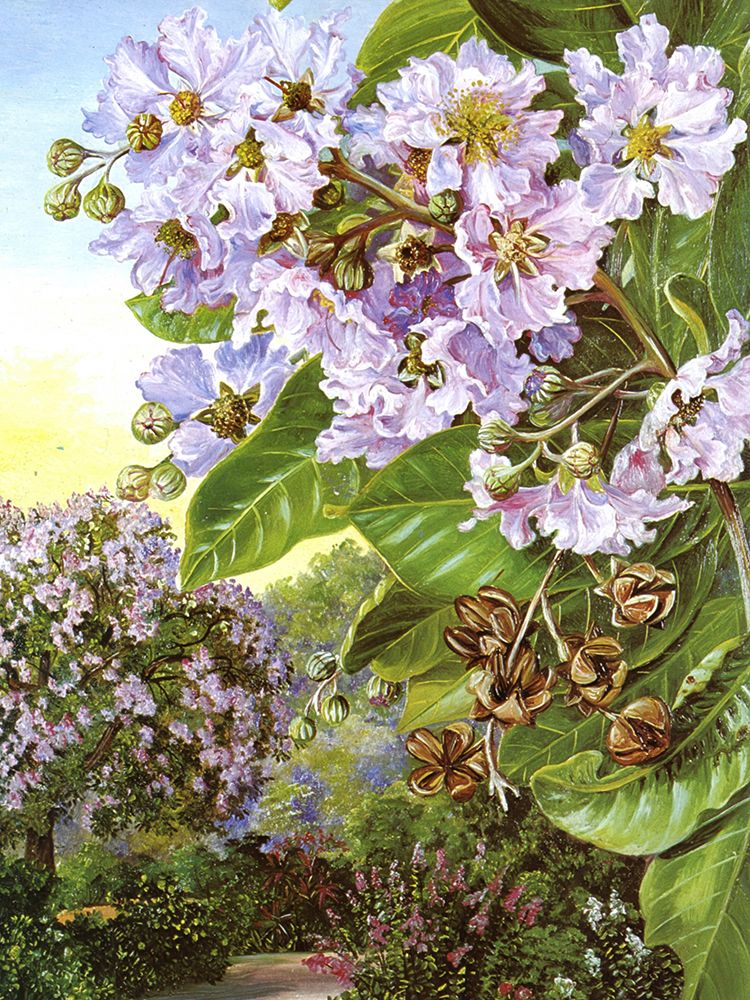 Pride of India, Forest Tree of India art print by Marianne North for $57.95 CAD