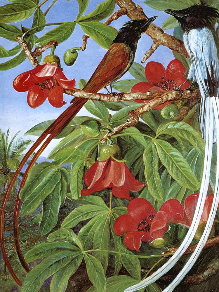 Red Cotton Tree and Paradise Flycatchers, Ceylon art print by Marianne North for $57.95 CAD