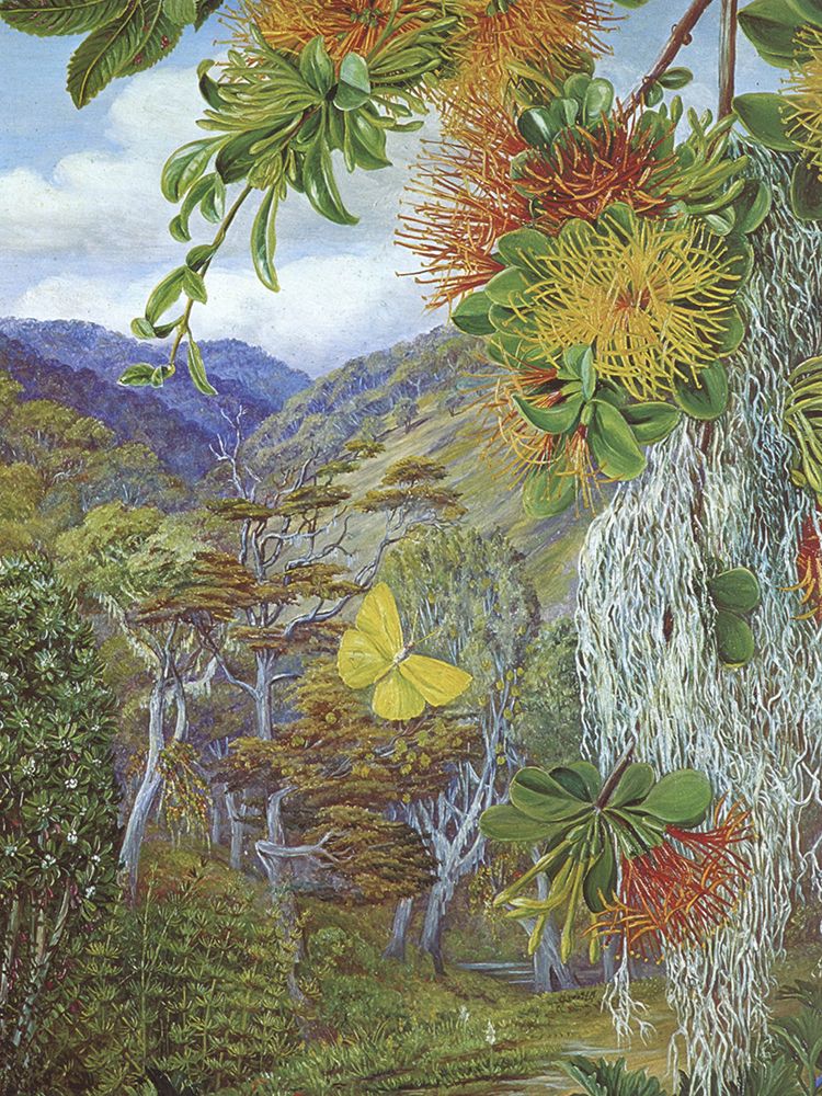 Roble, a Southern Beech Native to Chile and Argentina art print by Marianne North for $57.95 CAD