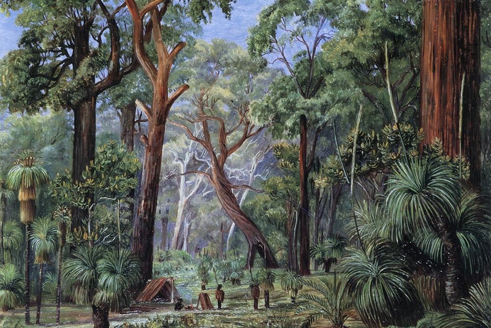 Scene in a West Australian Forest art print by Marianne North for $57.95 CAD