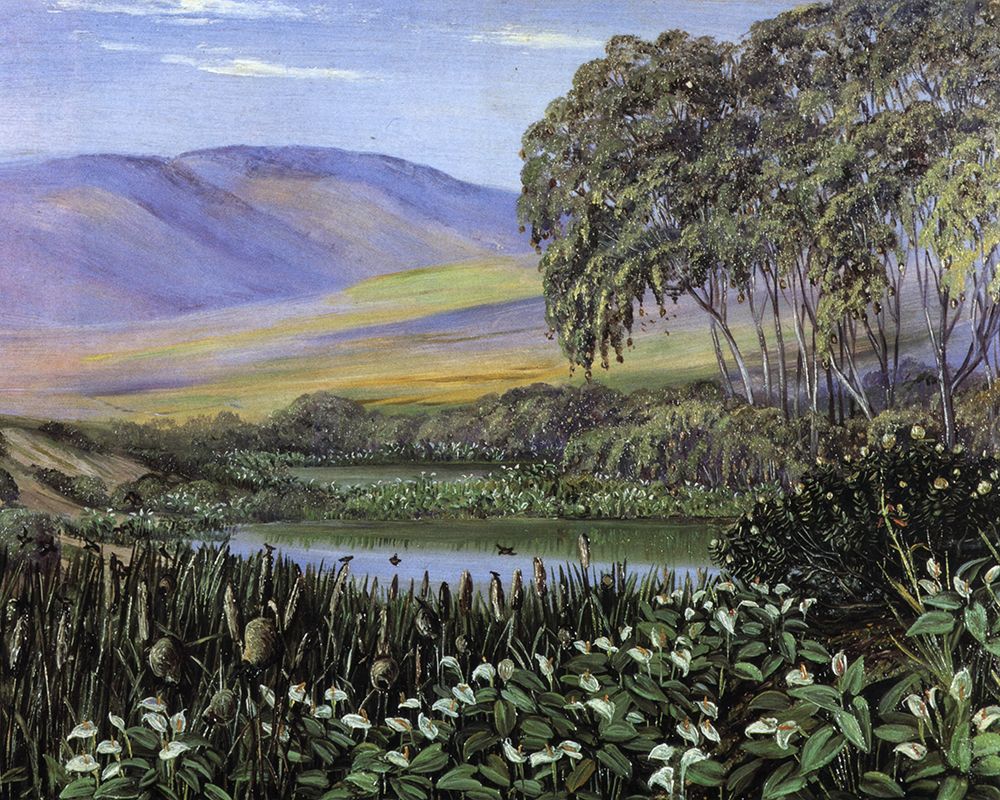 Social Birds and Herbs at Malmesbury, South Africa art print by Marianne North for $57.95 CAD